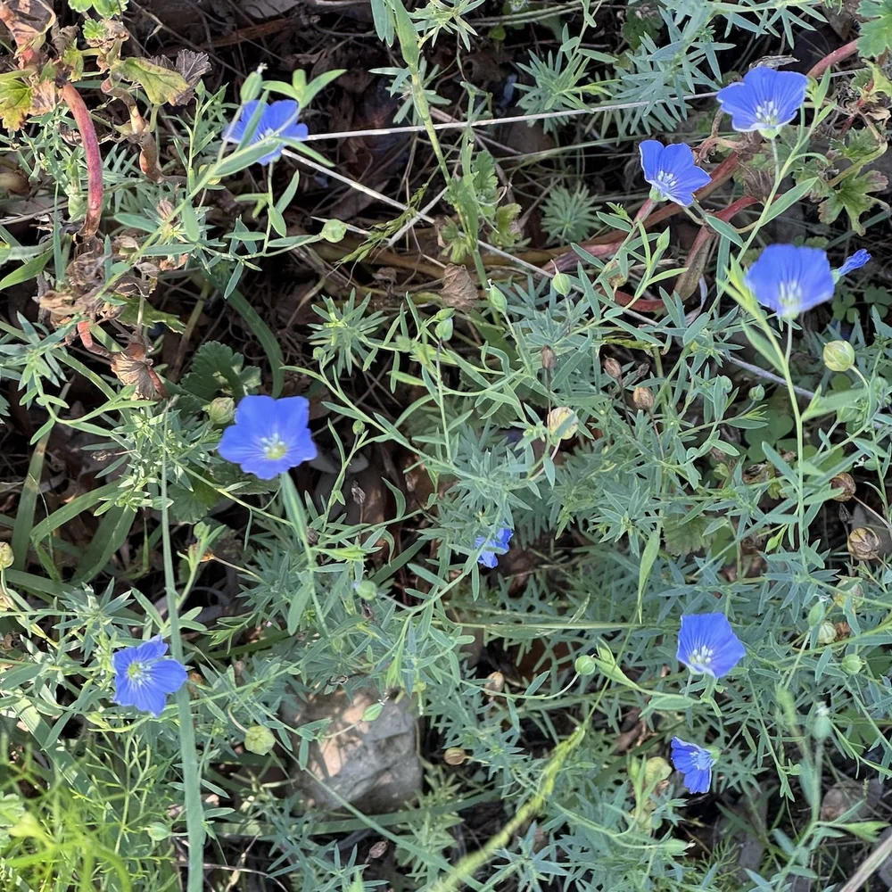   Meadow Flax  ( Linum pratense)     