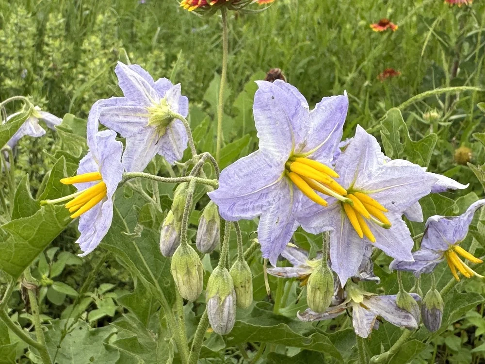   Western Horsenettle  ( Solanum dimidiatum)  