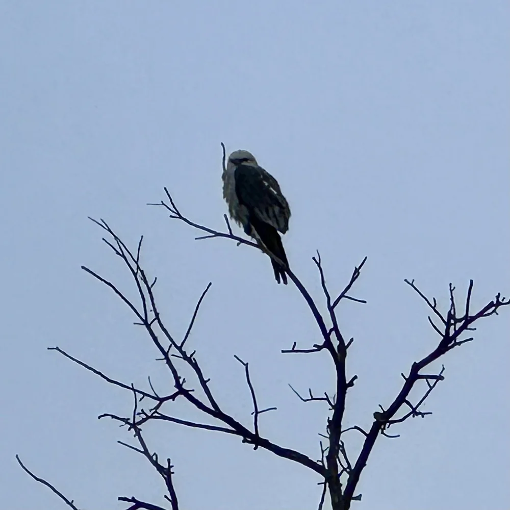  This is the first time I have observed a  Mississippi Kite  ( Ictinia mississippiensis)  that wasn’t flying. It was a chilly, rainy morning in late May. 