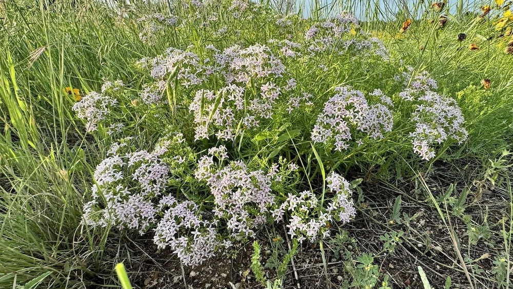   Diamond-Flowers  ( Stenaria nigricans)  