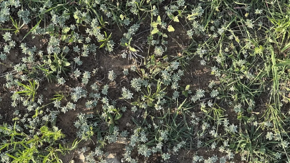   Flathead Rabbit Tobacco  ( Diaperia proliferation)  