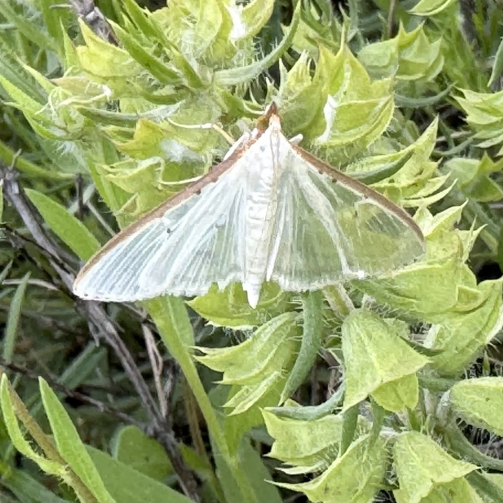   Four-spotted Palpita Moth  ( Palpita quadristigmalis)  