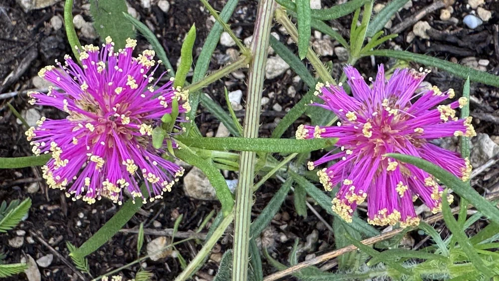   Fourvalve Mimosa  ( Mimosa quadrivalvis)     