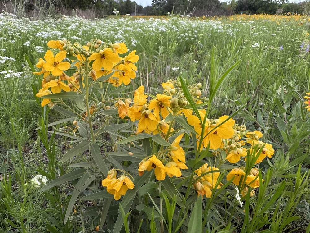   Two-leaved Senna  ( Senna roemeriana)  