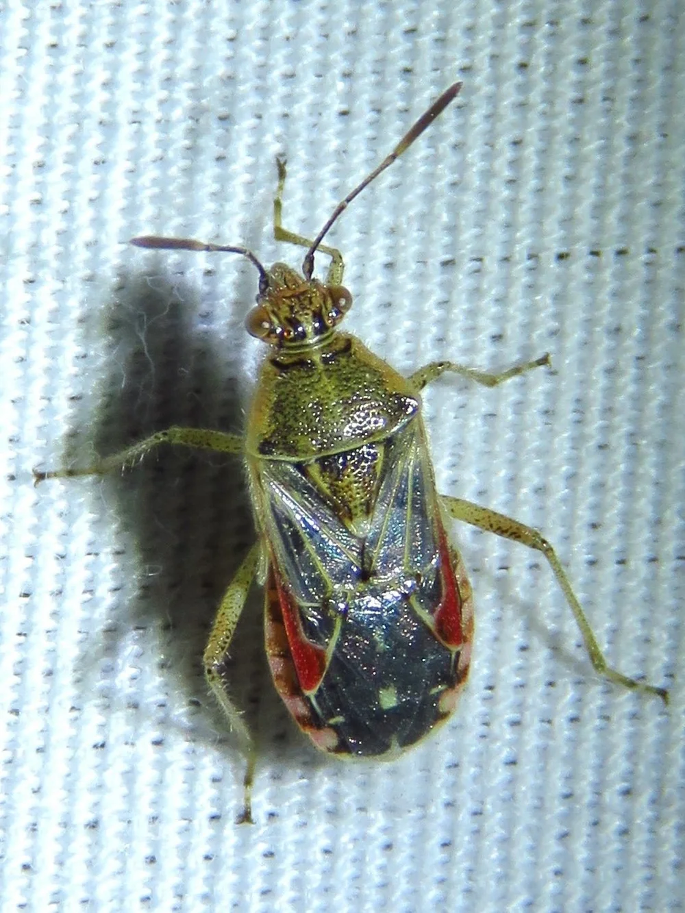   Hyaline Grass Bug  ( Liorhyssus hyalinus ) is not a new species but a rarely seen bug. Photo by, Annika. 