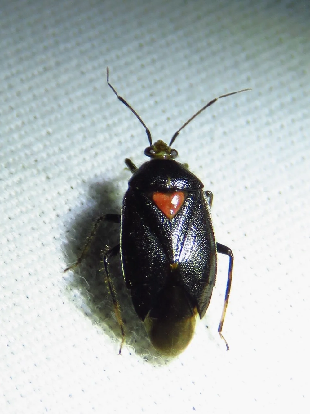  This uncommon and strange bug,  Say’s Red-scute Mirid (  Deraeocoris sayi  )  was found during the City Nature Challenge. Photo by, Annika. 