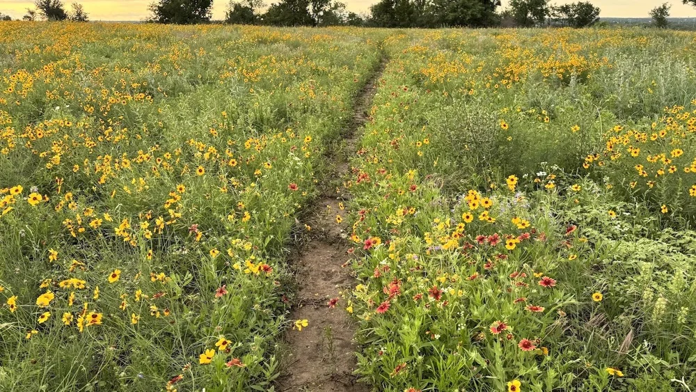  A wildly tangled path across the Iconic Meadow. 