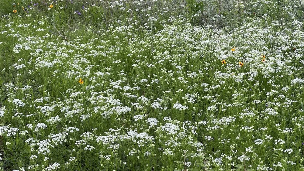   Prairie Bishop  ( Bifora americana ), a delicate little flower looks very dramatic in large quantities. 