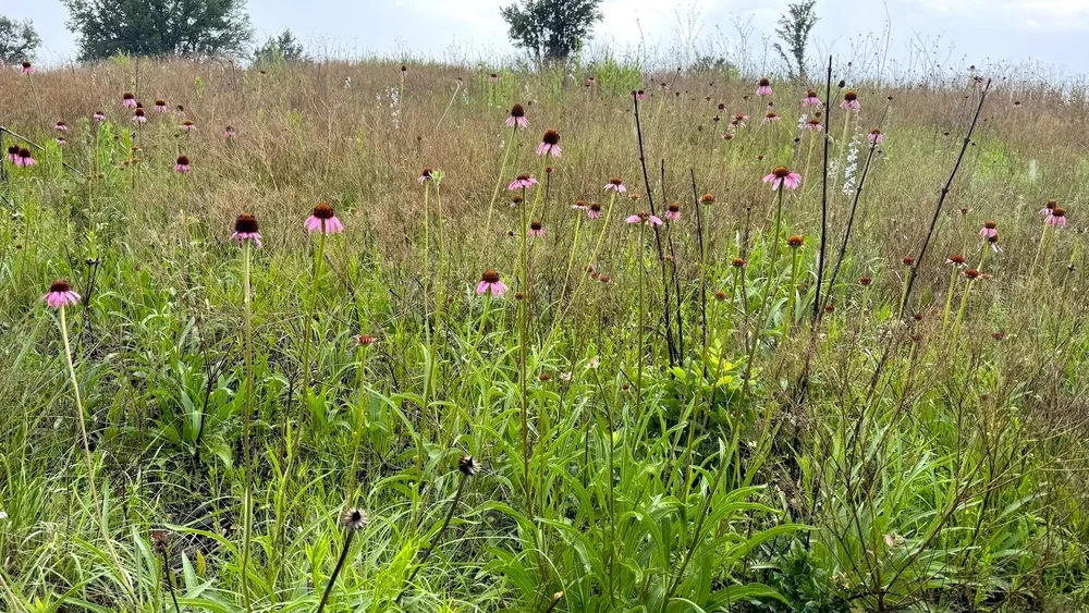  Narrow-leaved Purple Coneflower  ( Echinacea angstifolia ) popped up all over the prairie in mid-May. 