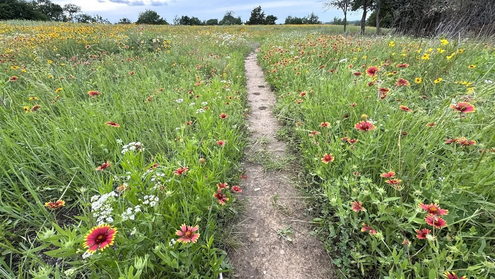  Dozens of species await your walk along the Iconic Meadow trail. It’s hard to believe this meadow was burned 5 months ago. 