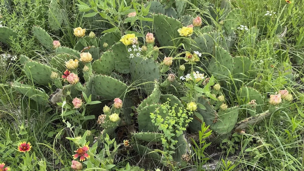   Prickly Pear Cactus  flowers are a pretty sight in May. 