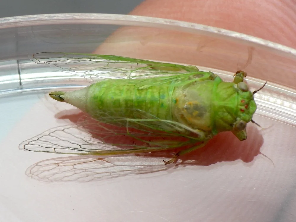   Cotton-green Cicada  ( Chlorocanta viridis ). Photo by, Sam Kieschnick. 