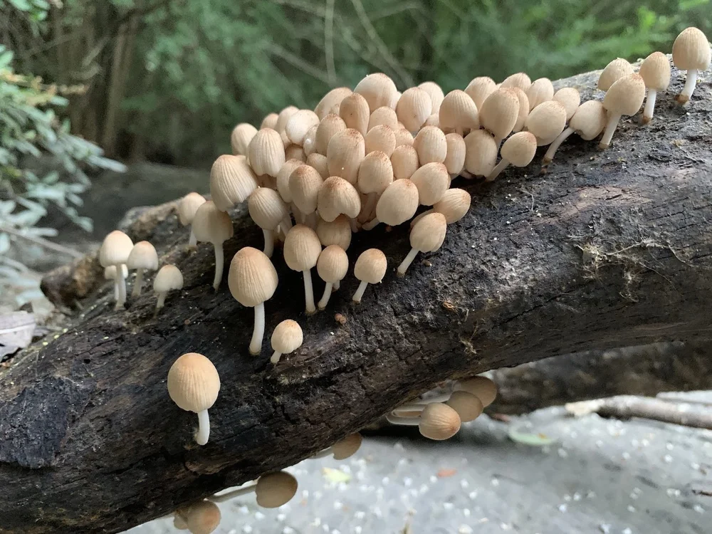   Trooping Crumble Cap Mushrooms  ( Coprinellus disseminatus)  aka: Fairy Inkcap. Photo by, Dillon Young. 