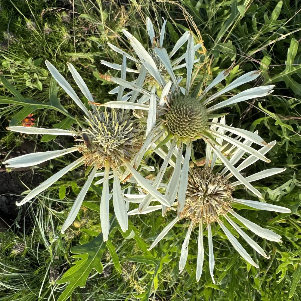   White Rosinweed  ( Silphium albiflorum)  