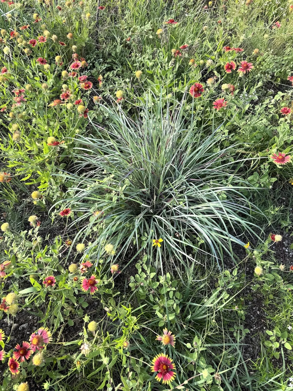  A perfectly beautiful example of  Little Bluestem Grass (  Schizachyrium scoparium)  