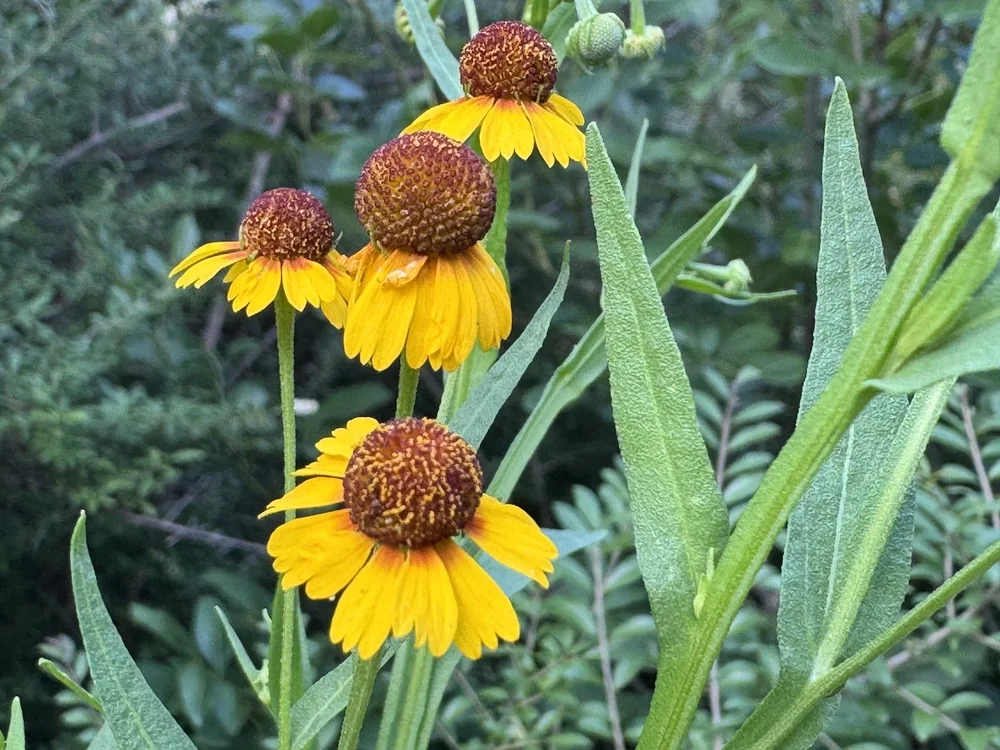   Pretty Sneezeweed  ( Helenium elegans)  is indeed quite pretty. 
