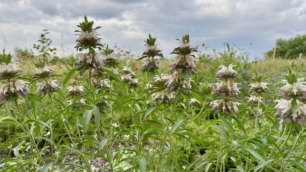   Lemon Beebalm  ( Monarda citriodora)  