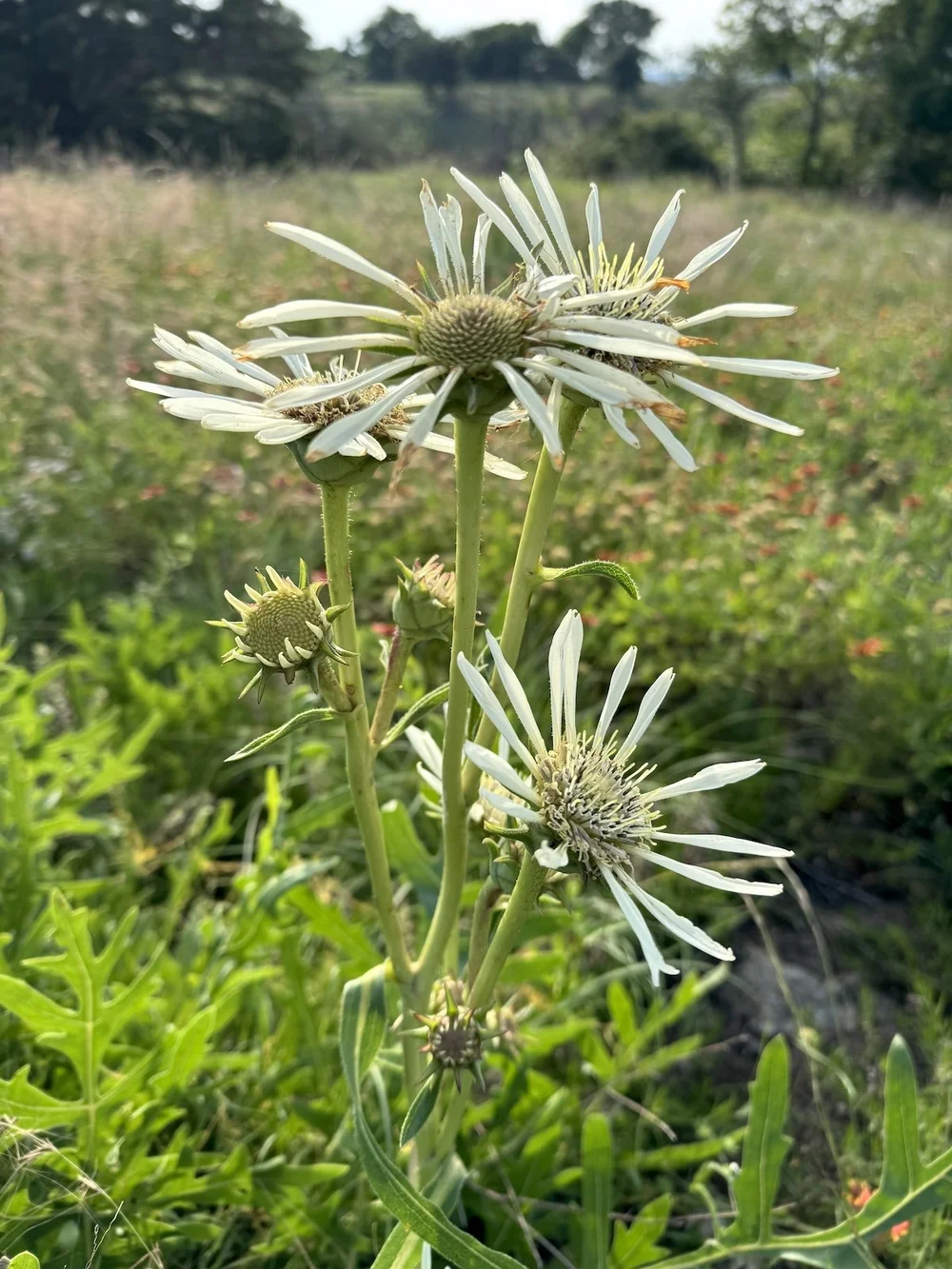   White Rosinweed  ( Silphium albiflorum)  