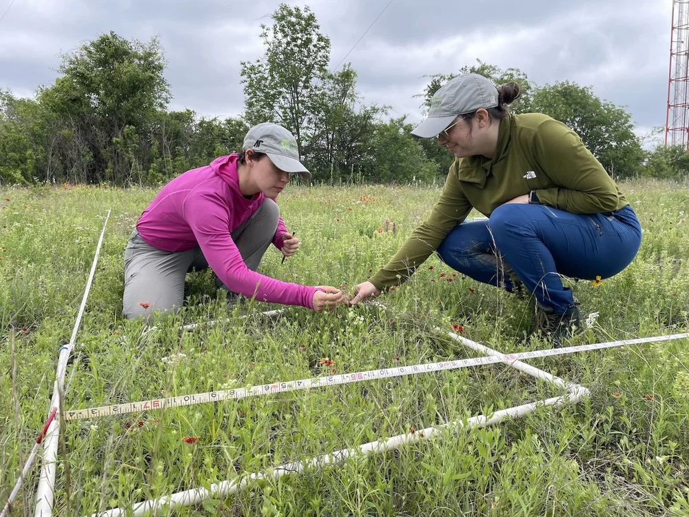  Using a 1×1 meter square frame, they proceeded to count and document every species. This ploy contained 55 species. 