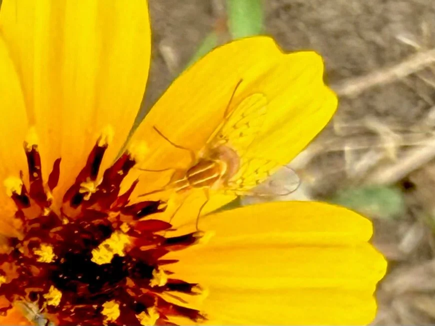   Bee Fly  ( Poecilognathus unimaculatus ). Photo by, sam_dragon-moore. 