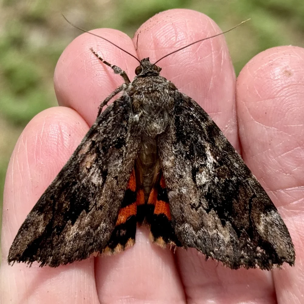  Betrothed Underwing Moth (  Catocala innubens).  Photo by, Don Young. 