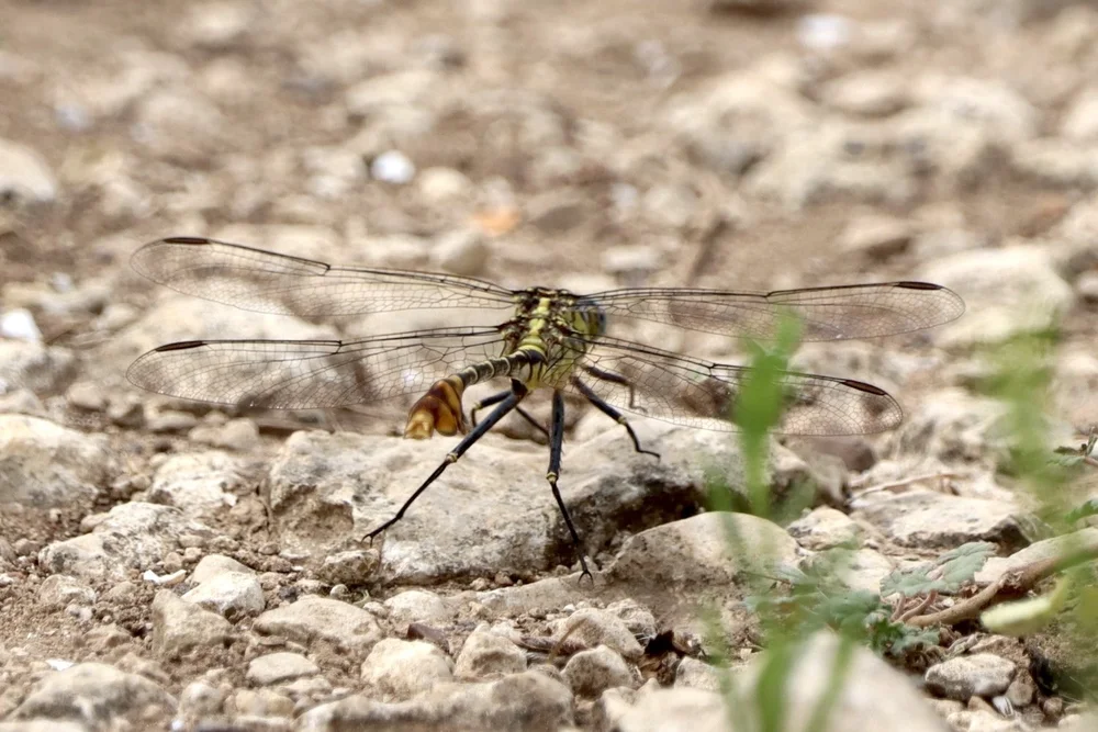   Flag-tailed Spinyleg Dragonfly  ( Dromogomphus spoliatus ) Photo by, Sam Dragon-Moore. 