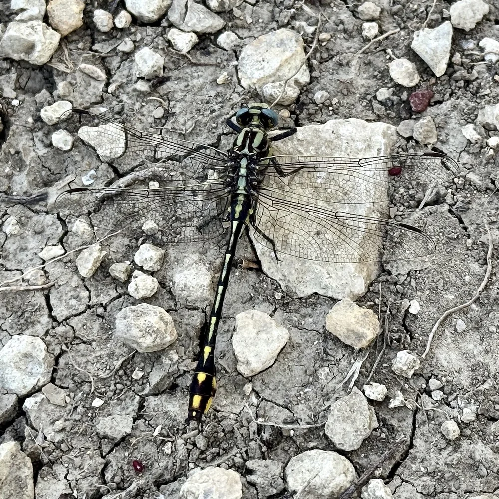   Plains Clubtail Dragonfly  