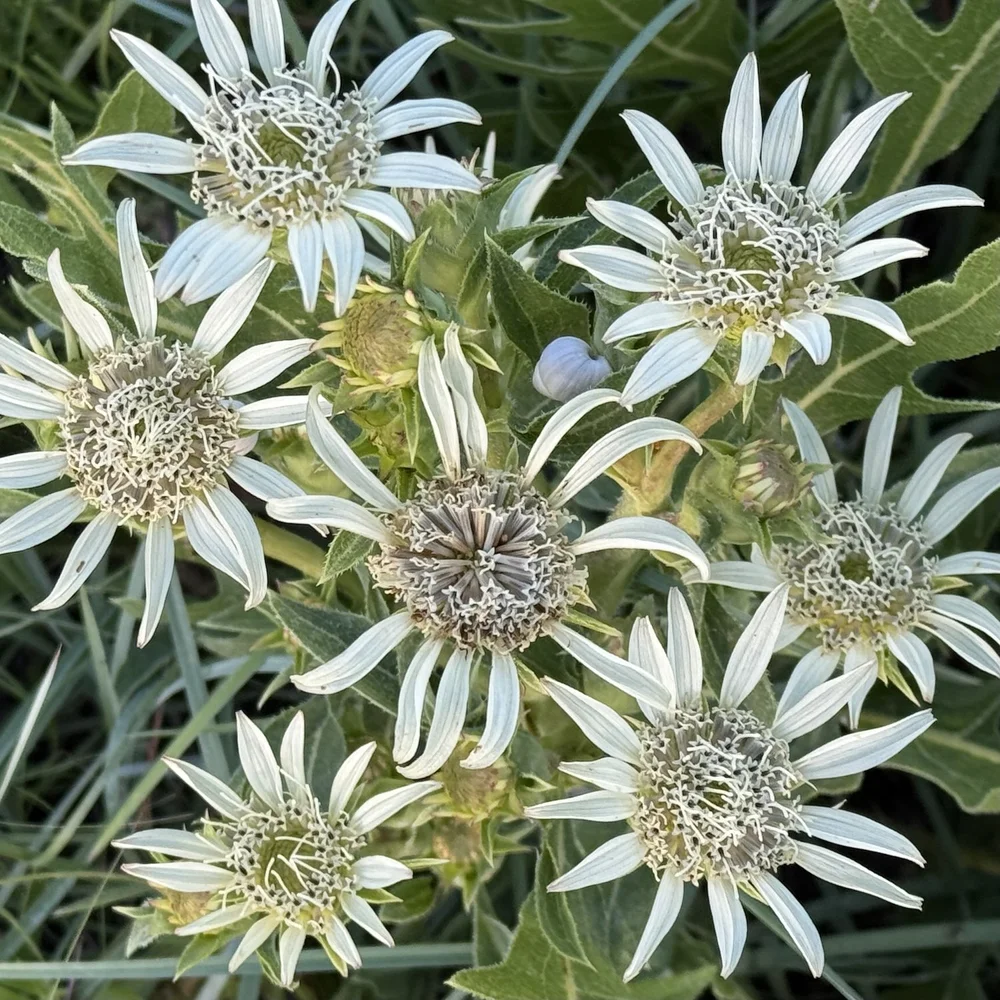  A lovely bouquet of  White Rosinweed  ( Silphium albiflorum ) 
