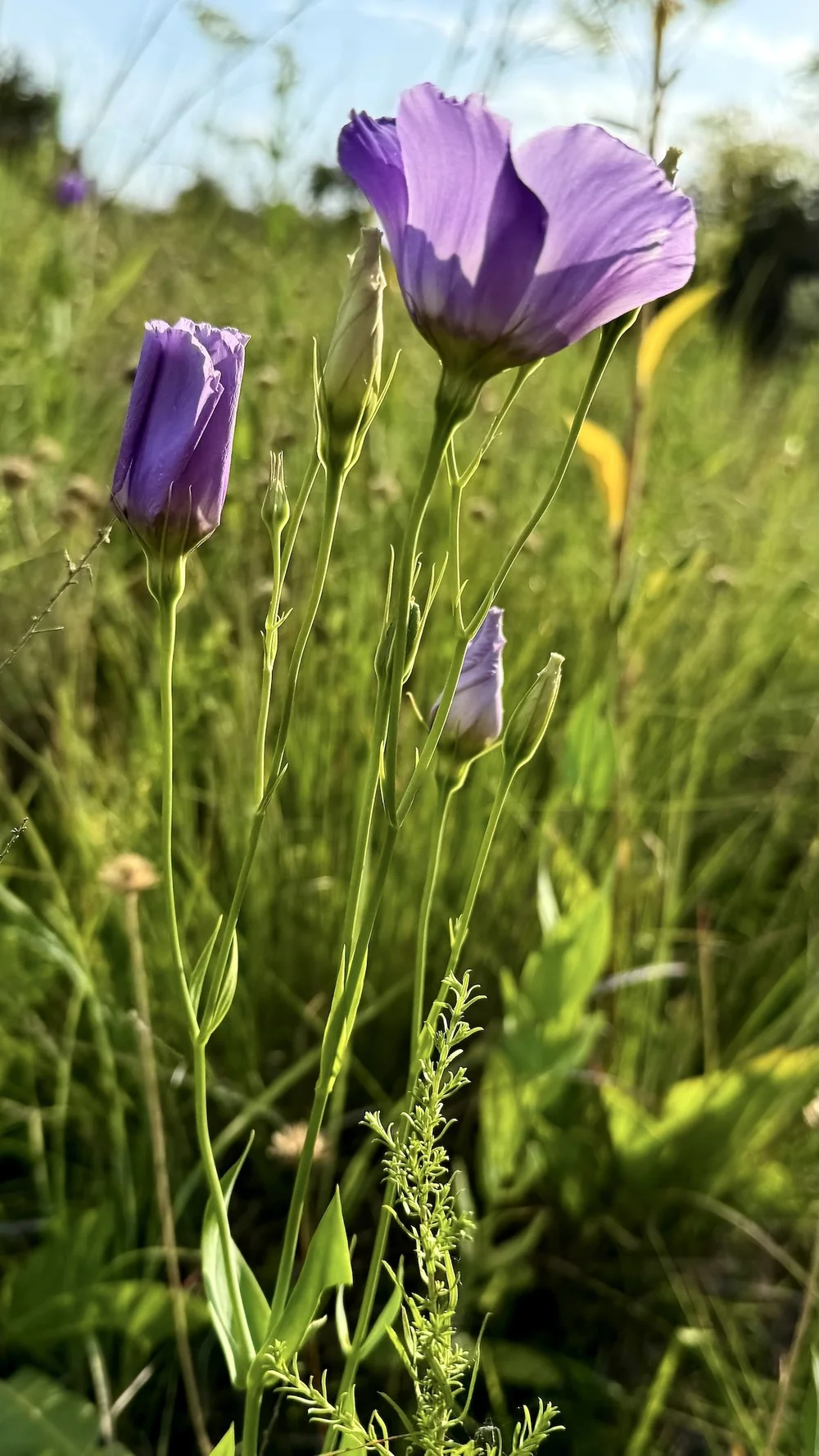 IMG_8014.jpeg