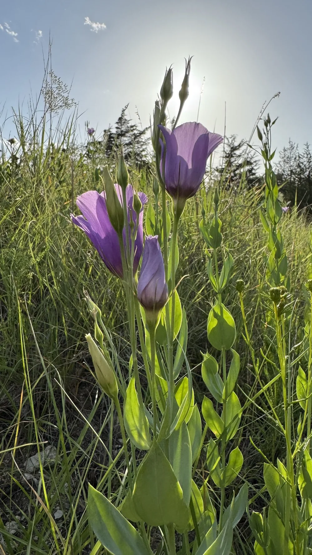 IMG_8016.jpeg