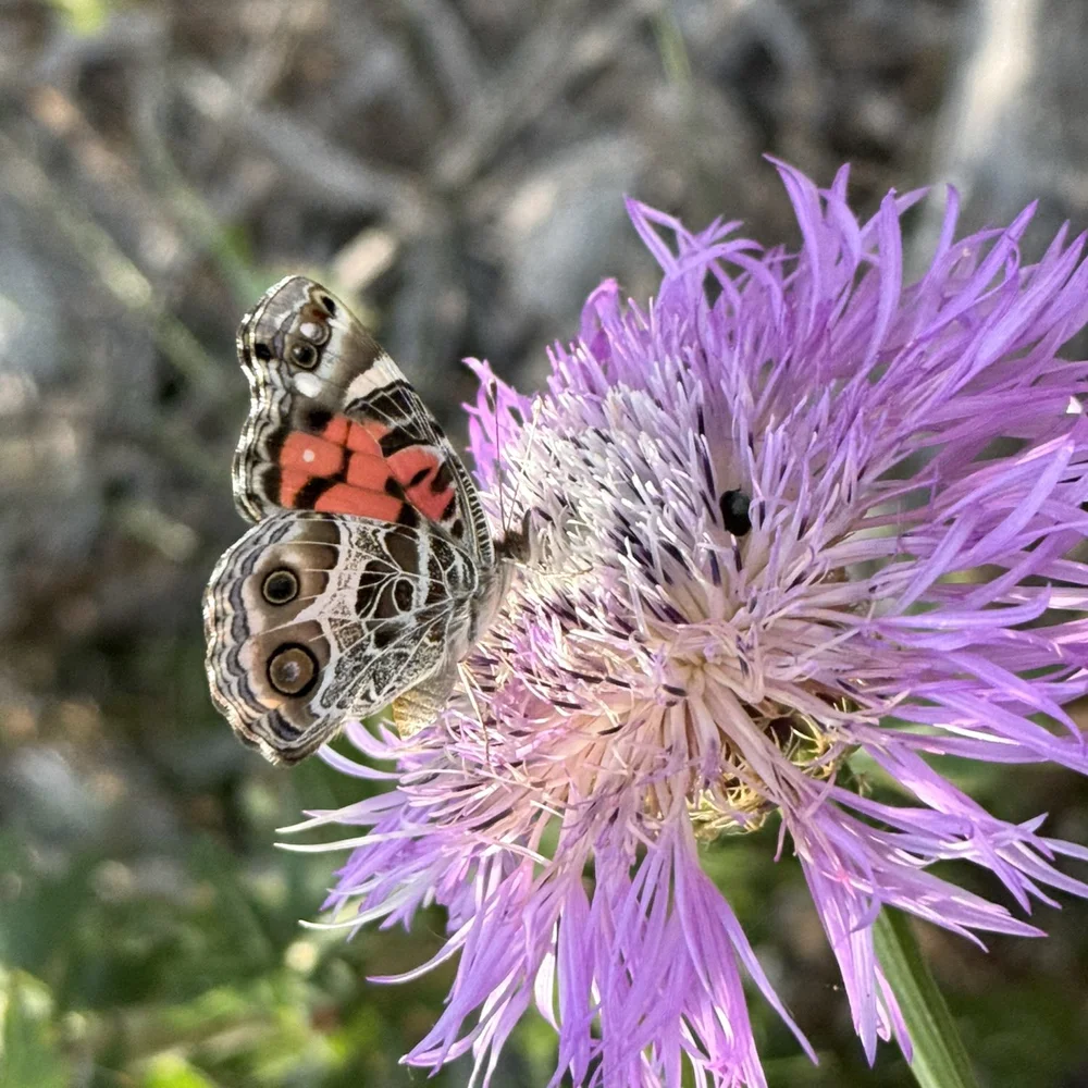  A picturesque pairing of a  Painted Lady butterfly  and an  American Basketflower  ( Plectocephalus americanus .) 