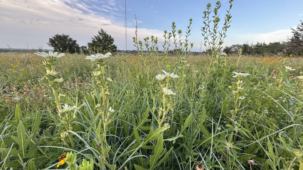   White Rosinweed  ( Silphium albiflorum ) 