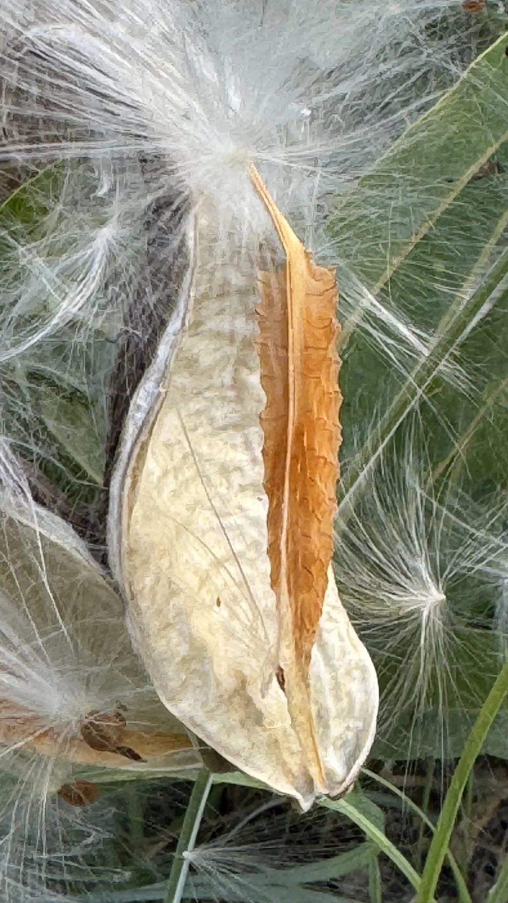   Antelopehorn Milkweed  ( Asclepias asperula)  