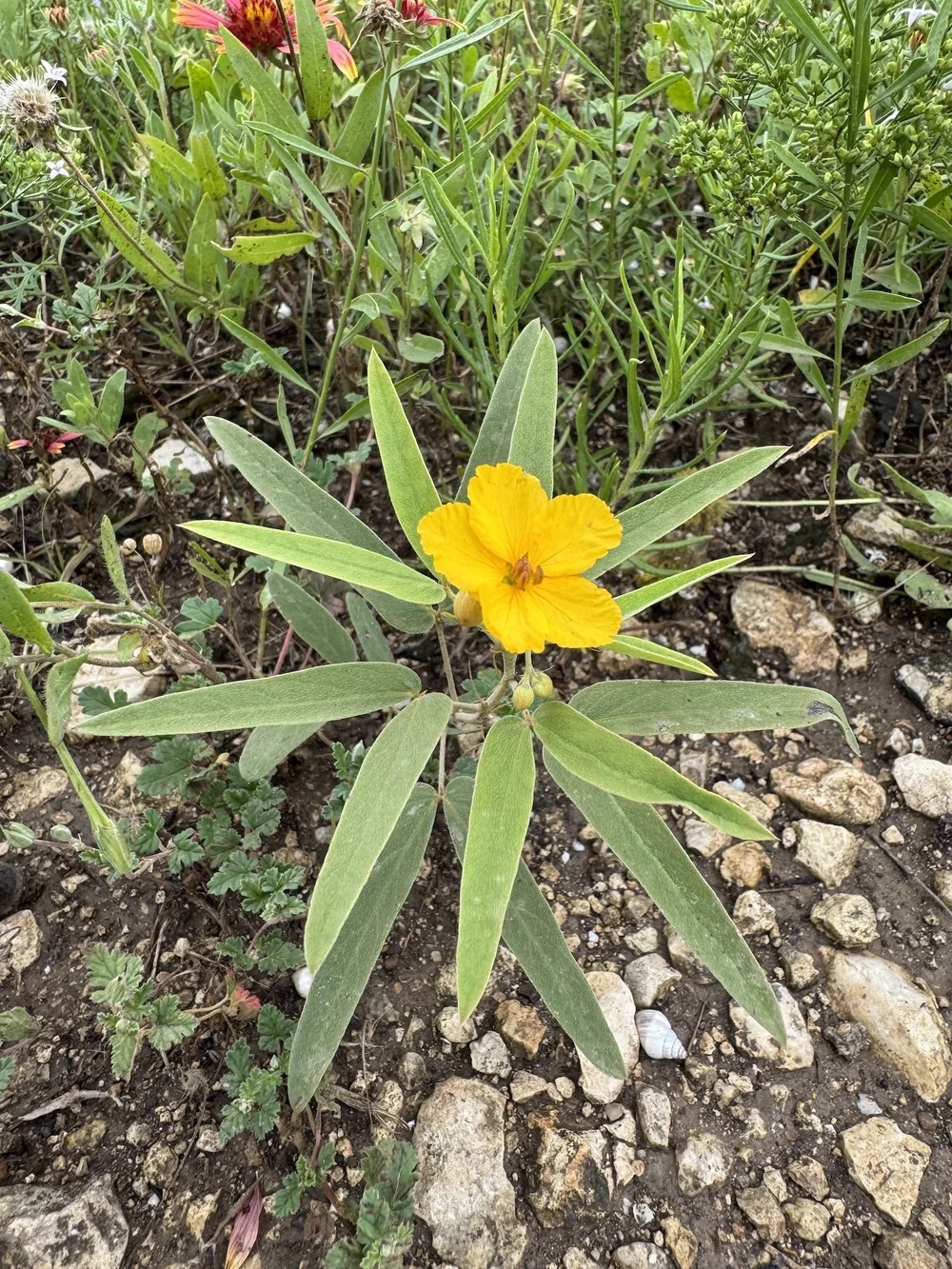  A perfectly beautiful example of a,  Two-leaved Senna (  Senna roemeriana).     