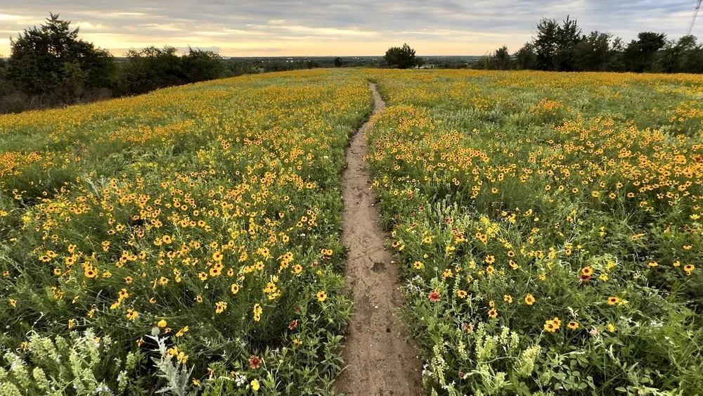  The last of the  Greenthread  super-bloom of 2025. 