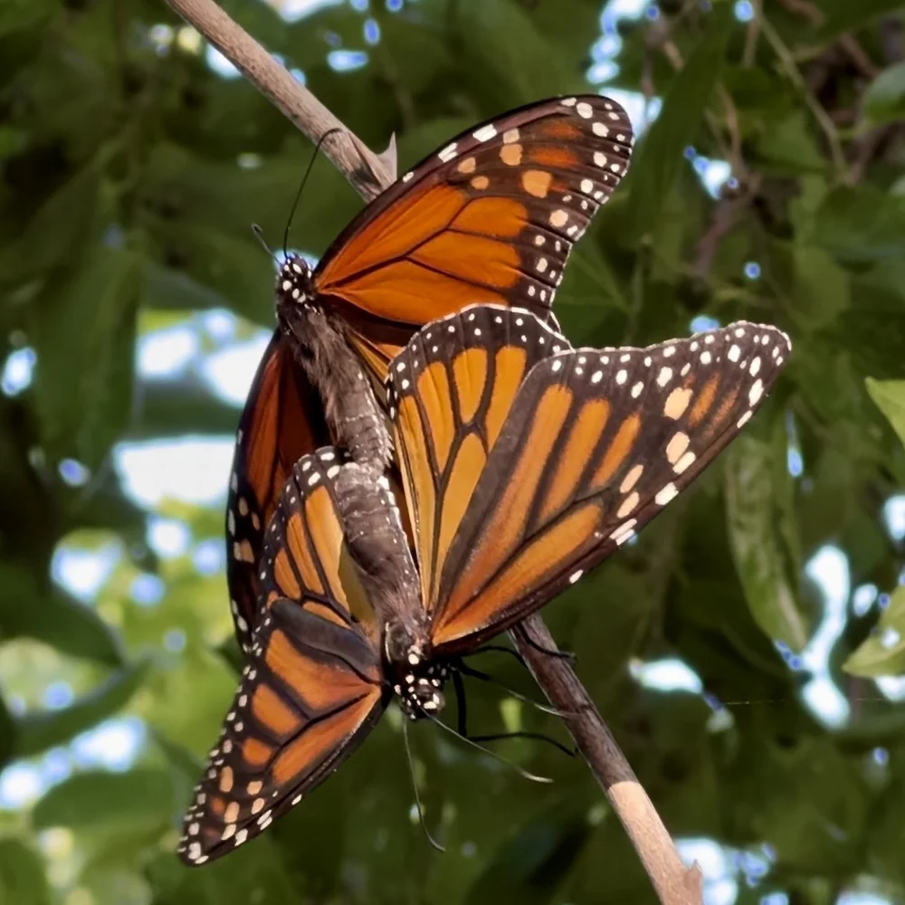  A mating pair of Monarch butterflies. 