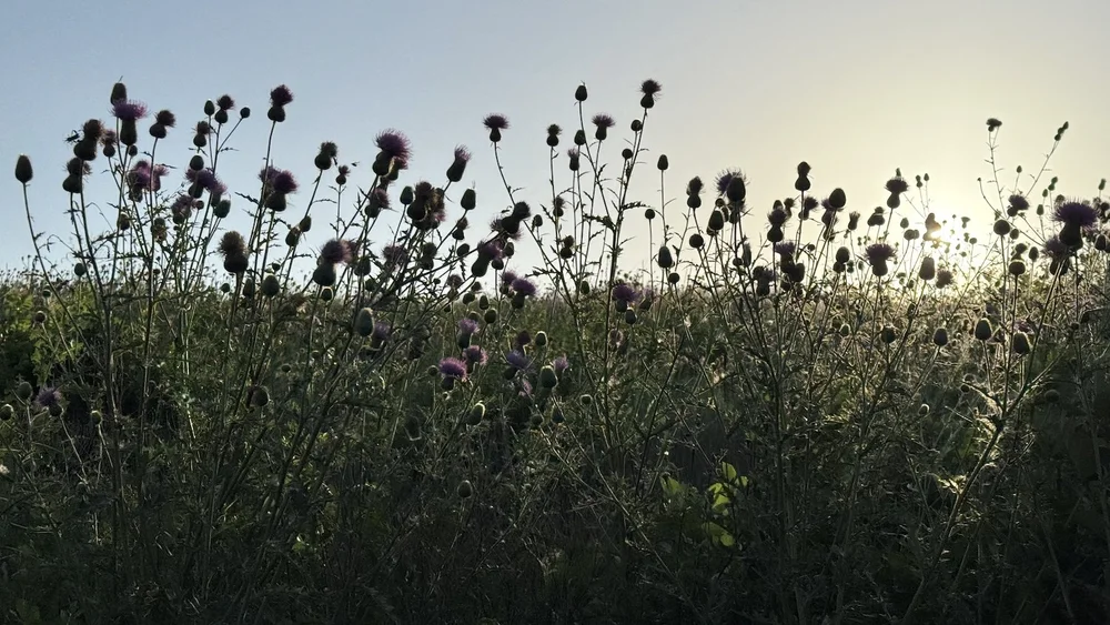  Lots of  Texas Thistle  ( Cirsium texanum ) line the trails. 