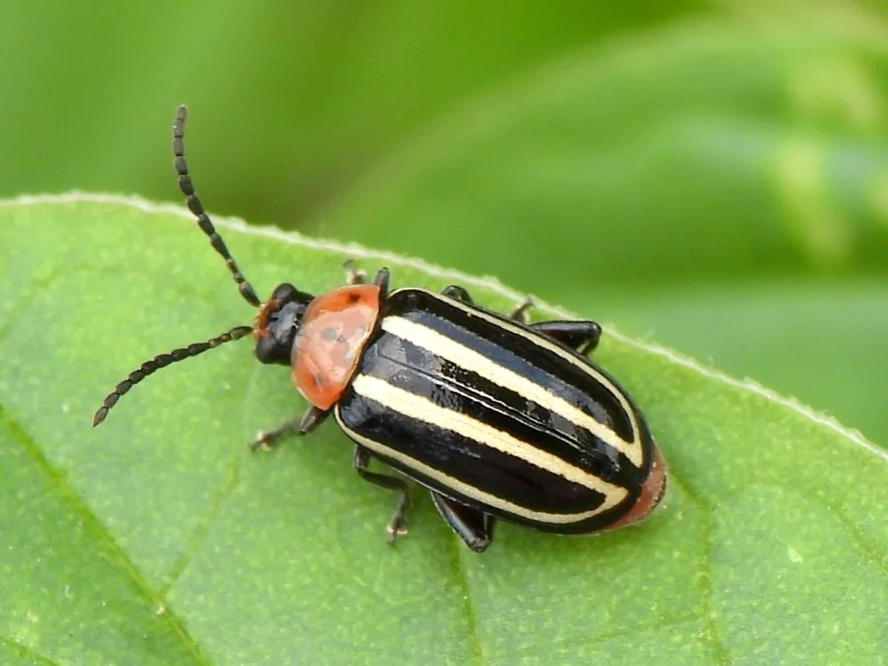   Pigweed Flea Beetle  ( Disonycha glabrata ). Photo by, Sam Kieschnick. 