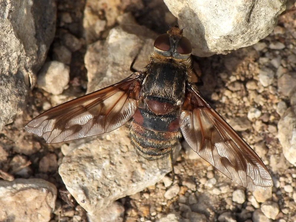  Band-winged Bee Fly  ( Exoprosopa fascipennis ). Photo by, Sam Kieschnick. 