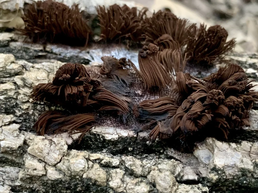   Chocolate Tube Slimes  ( Genus Stemonitis ). Photo by, Don Young. 
