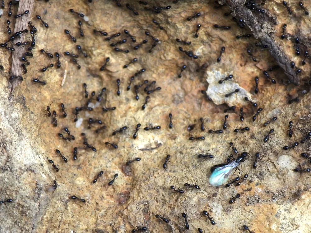   Common Trailing Ant  ( Monomorium carbonarium ). Photo by, Sam Kieschnick. 