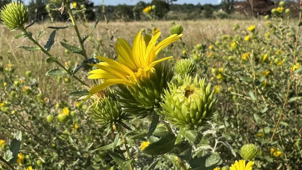   Narrowleaf Gumweed  ( Grindelia lanceolata)  