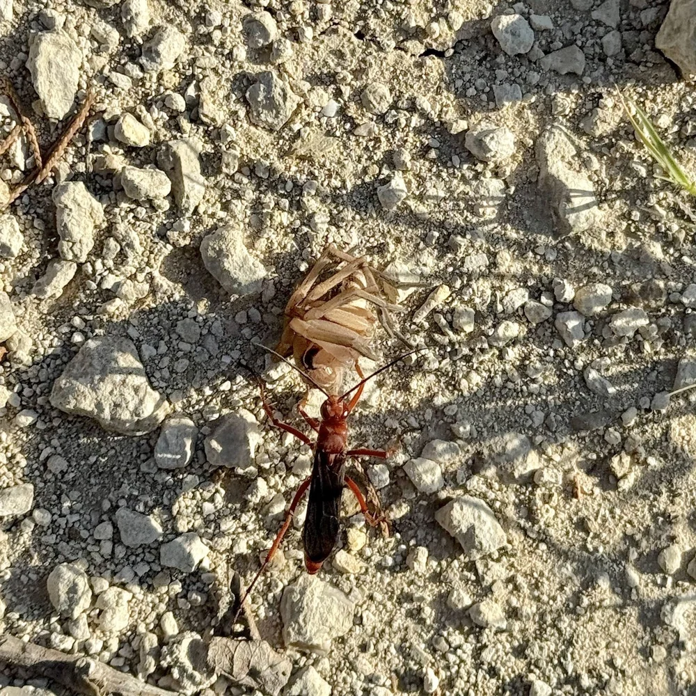   Rusty Spider Wasp  ( Tachypompilus ferrugineus)  and a freshly killed spider. This is also a new species.    