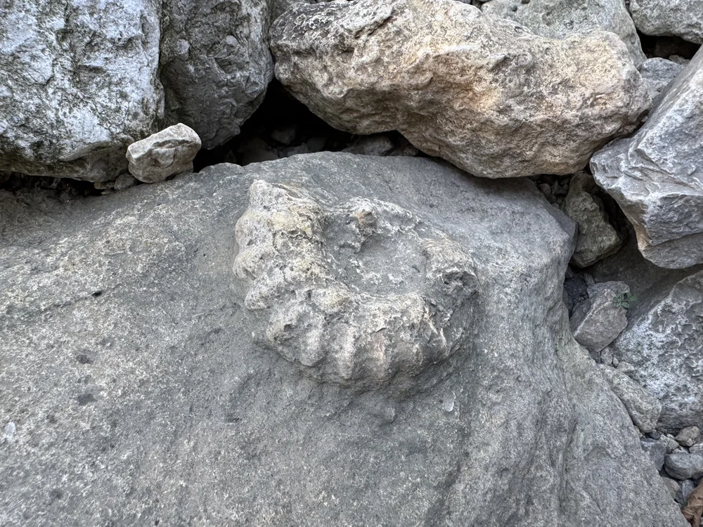  Very cool fossil found in a creek bed. 