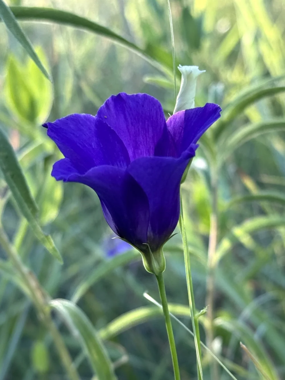  This VERY dark, blue-purple bloom, stood out from the other shades. 