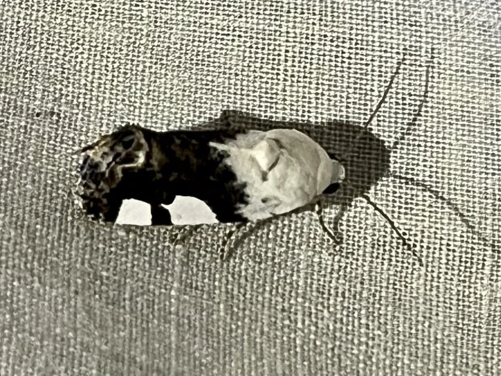   Four-patched Bird-dropping Moth  ( Tarache quadriplaga ). Photo by, cottonratbestie. 