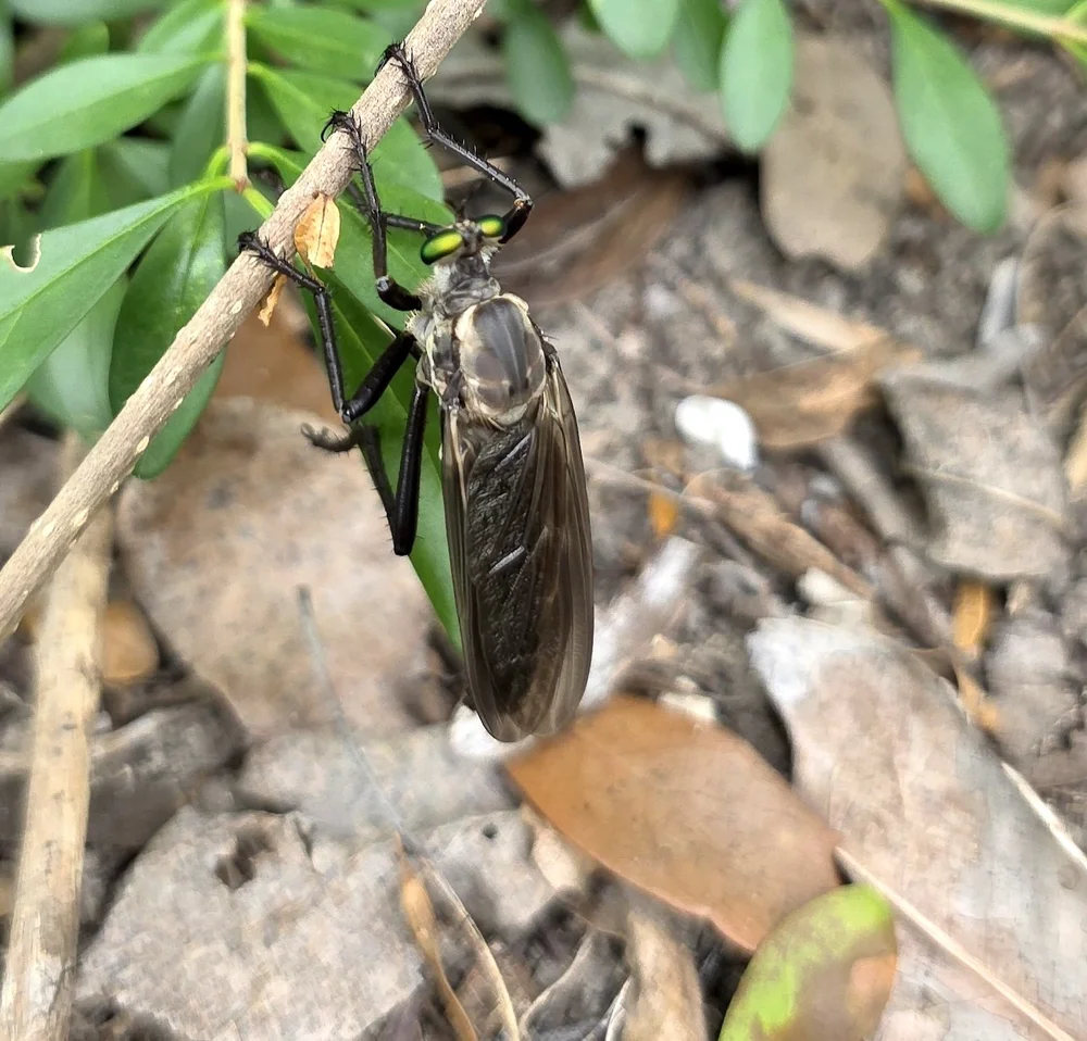   Giant Prairie Robber Fly  ( Microstylum morosum ). Photo by, prairie_rambler. 