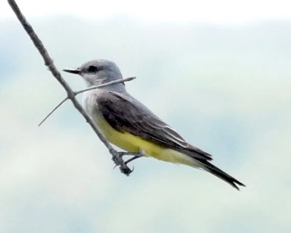  Western KIngbird 