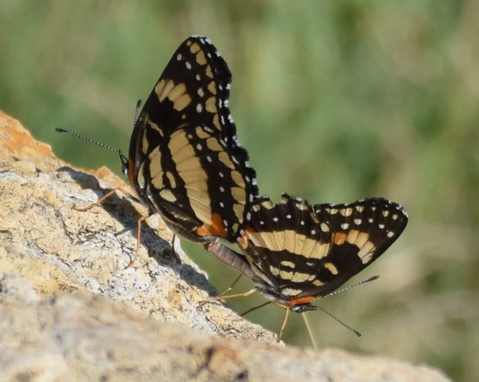 Bordered Patch butterflies 