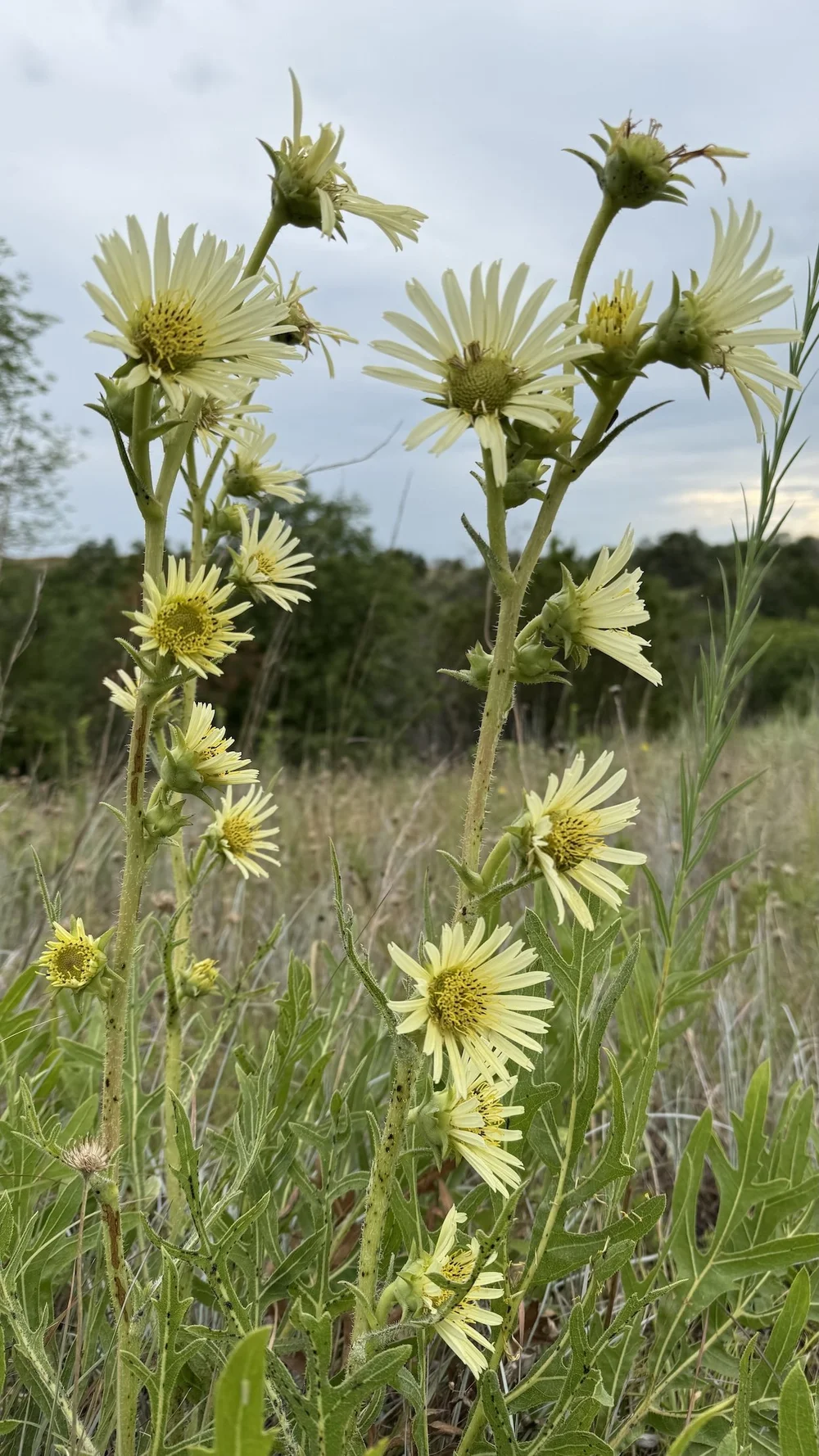   White Rosinweed  ( Silphium albiflorum ). The pale yellow tint is a bit uncommon. 